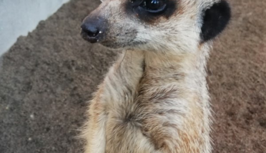 【特別企画】秋田市大森山動物園「夜の動物園」へ